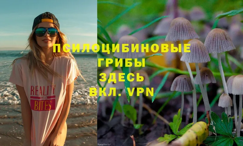 сколько стоит  Спас-Клепики  Псилоцибиновые грибы Psilocybe 